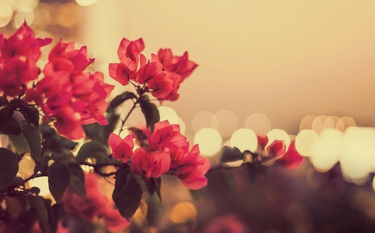 Vintage Flower Theme screenshot #4