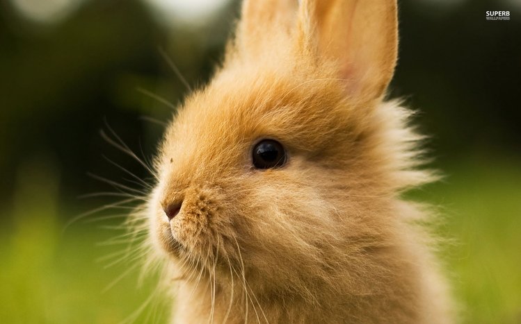 Bunny Theme screenshot #15