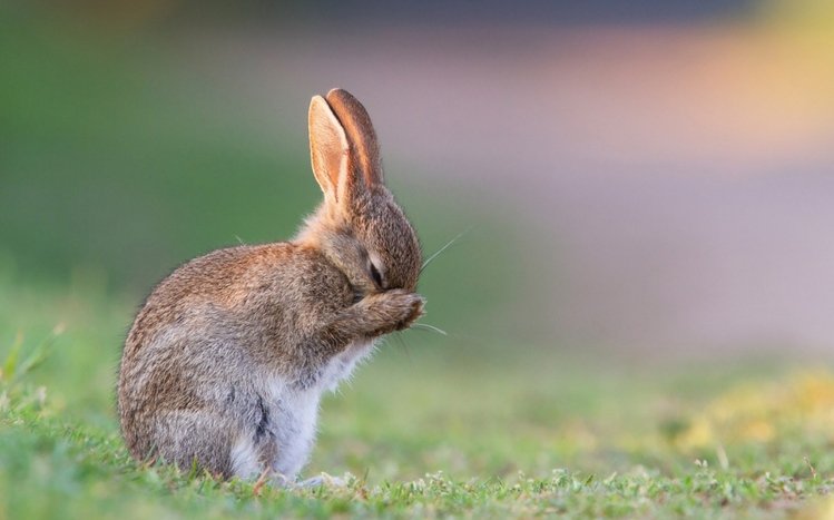 Bunny Theme screenshot #7