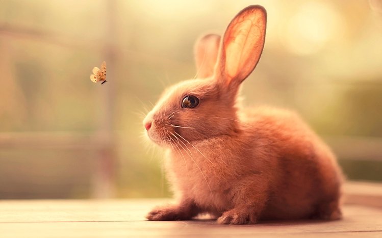 Bunny Theme screenshot #17