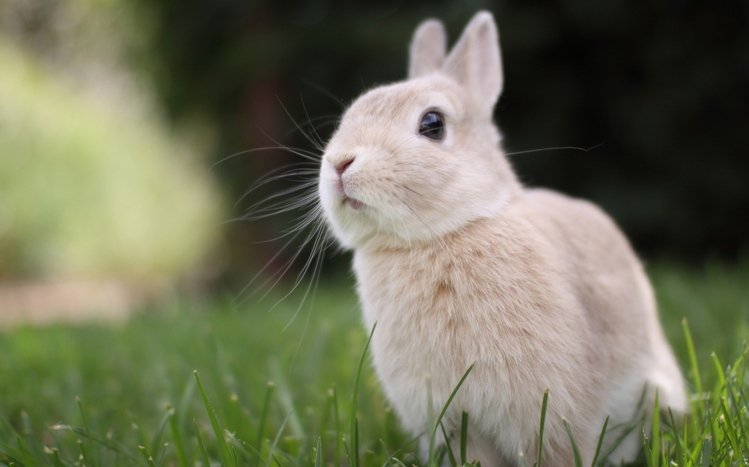 Bunny Theme screenshot #2