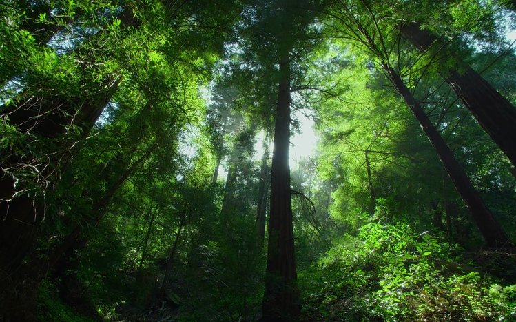 Jungle Theme screenshot #6