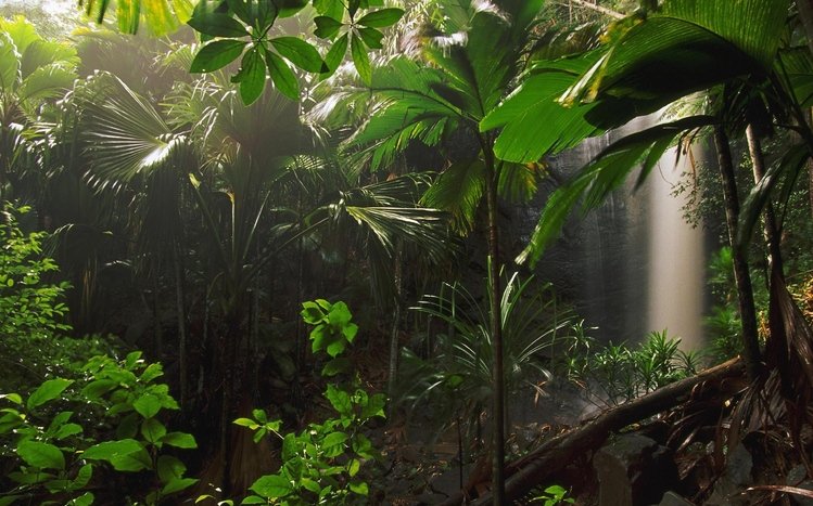 Jungle Theme screenshot #4