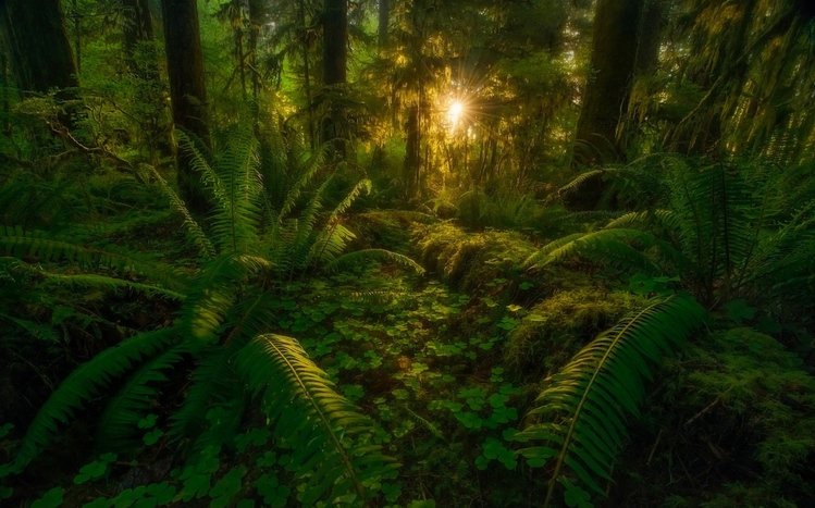 Jungle Theme screenshot #3