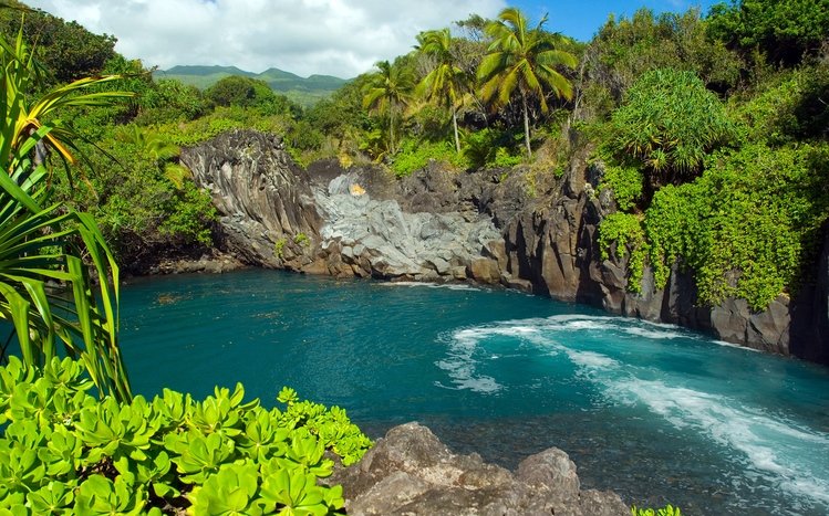 Jungle Theme screenshot #13