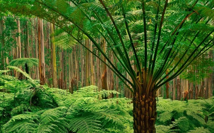 Jungle Theme screenshot #5