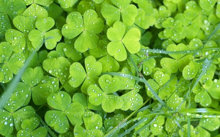 Irish Theme screenshot #4