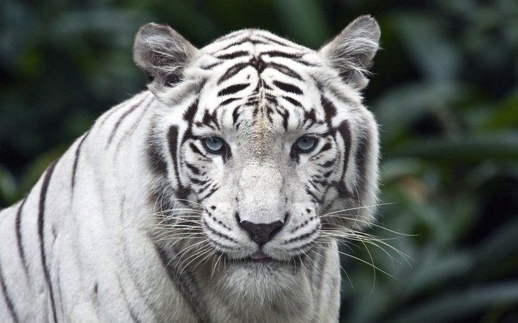 White Tiger Theme screenshot #7