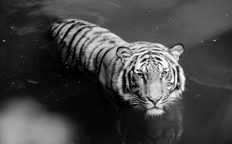 White Tiger Theme screenshot #3