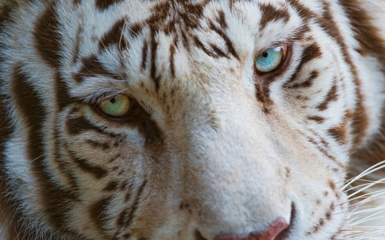 White Tiger Theme screenshot #13