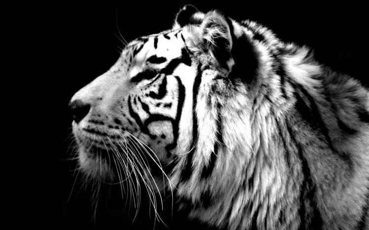 White Tiger Theme screenshot #9