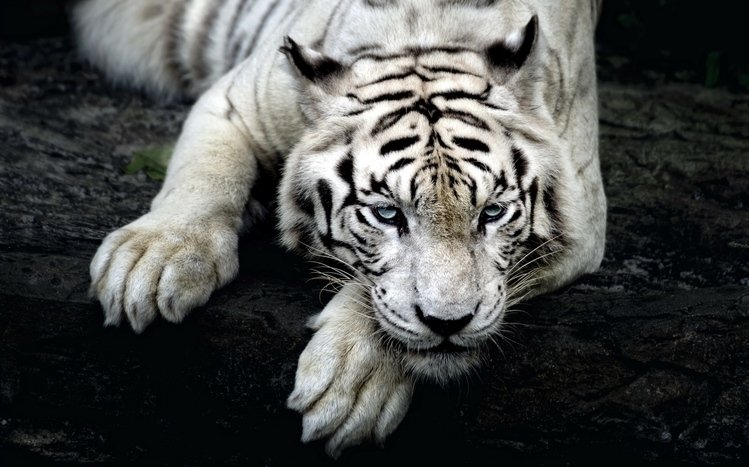 White Tiger Theme screenshot #8