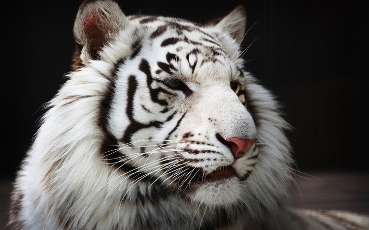 White Tiger Theme screenshot #10