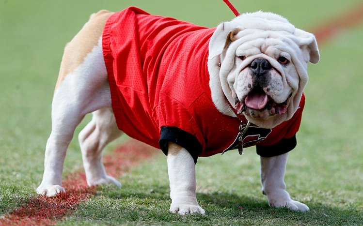 UGA Theme screenshot #11