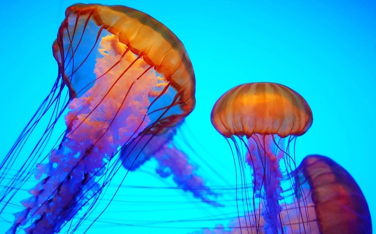 Jellyfish Theme screenshot #10