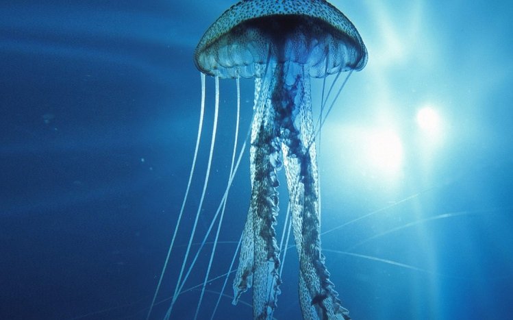 Jellyfish Theme screenshot #2