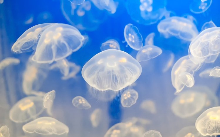 Jellyfish Theme screenshot #12