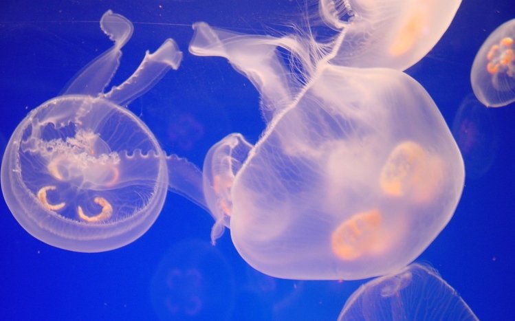 Jellyfish Theme screenshot #8