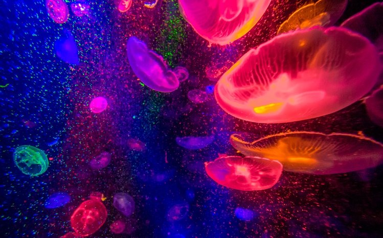 Jellyfish Theme screenshot #15