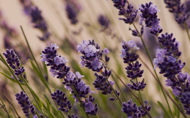 Lavender Theme screenshot #5