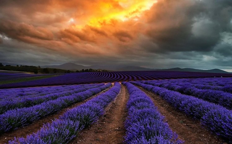 Lavender Theme screenshot #18