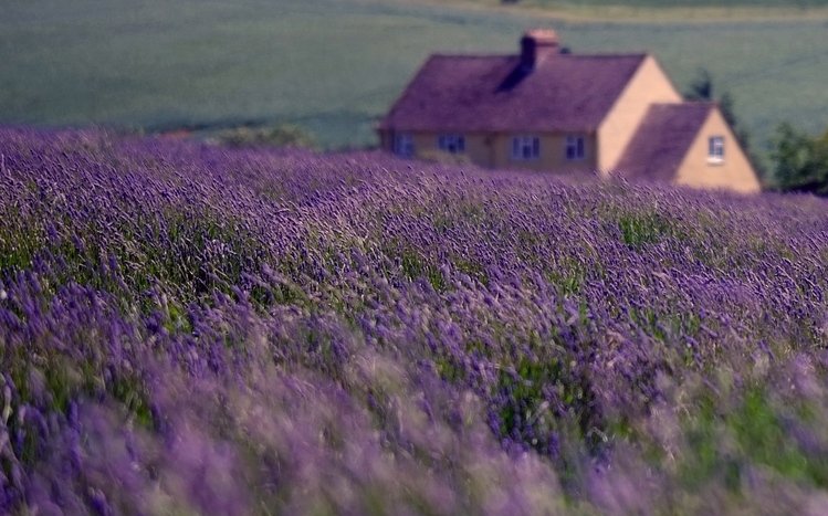 Lavender Theme screenshot #9