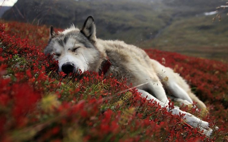 Wolves Theme screenshot #14