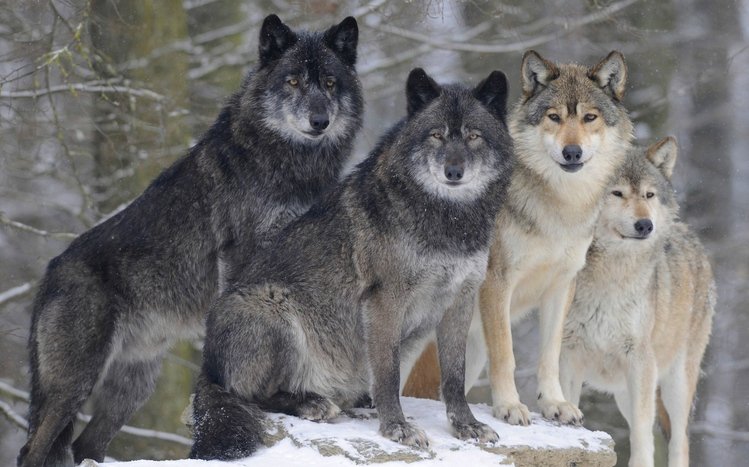 Wolves Theme screenshot #8