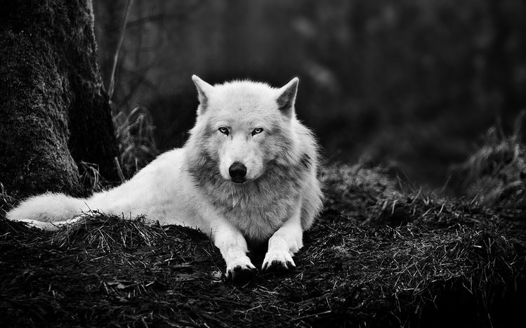 Wolves Theme screenshot #3