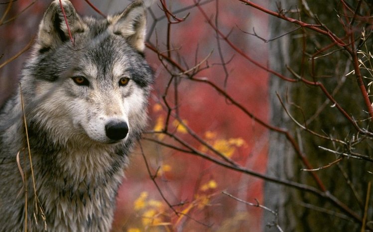 Wolves Theme screenshot #13