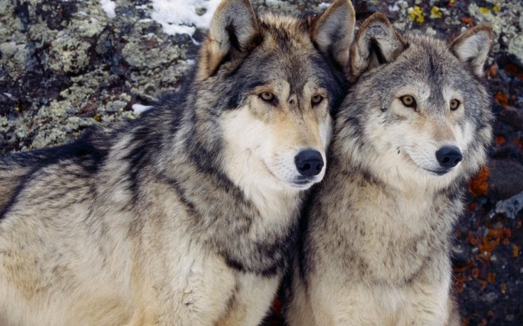 Wolves Theme screenshot #10