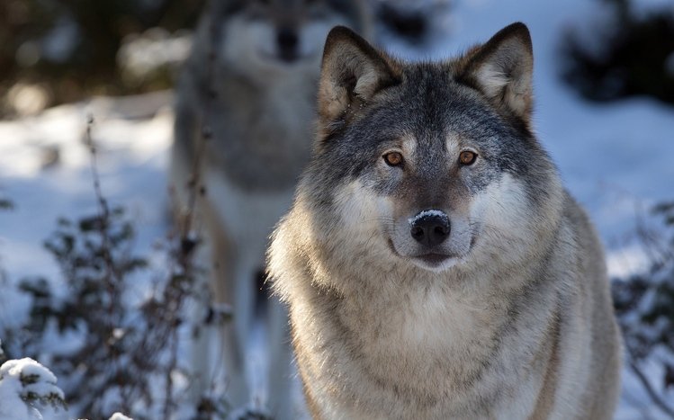 Wolves Theme screenshot #9