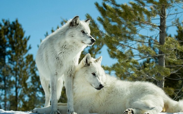 Wolves Theme screenshot #2