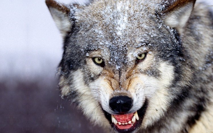 Wolves Theme screenshot #12