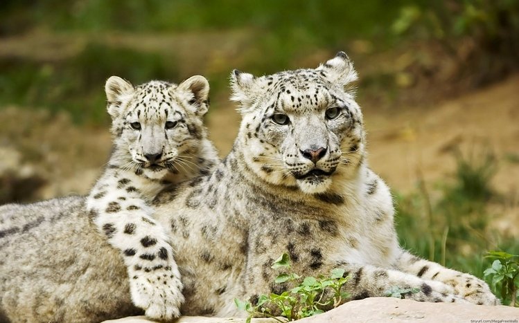 Snow Leopard Theme screenshot #4