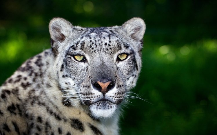 Snow Leopard Theme screenshot #5