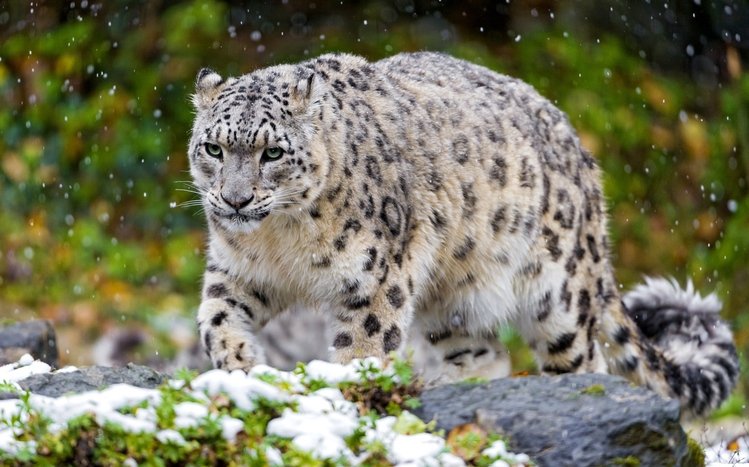 Snow Leopard Theme screenshot #14