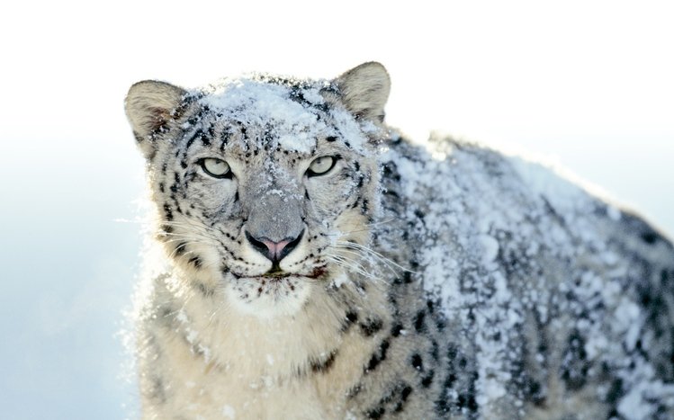 Snow Leopard Theme screenshot #8