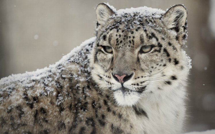 Snow Leopard Theme screenshot #10