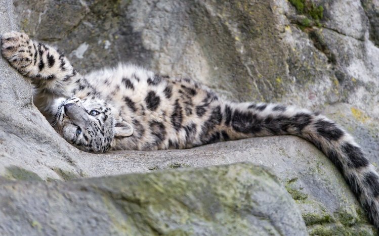 Snow Leopard Theme screenshot #17