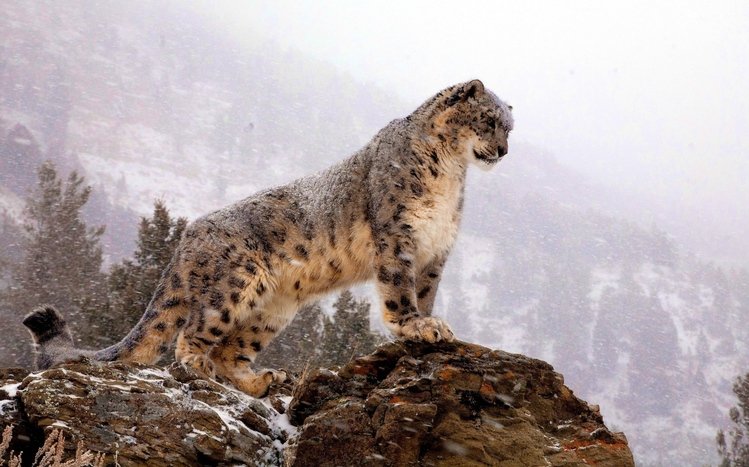Snow Leopard Theme screenshot #7