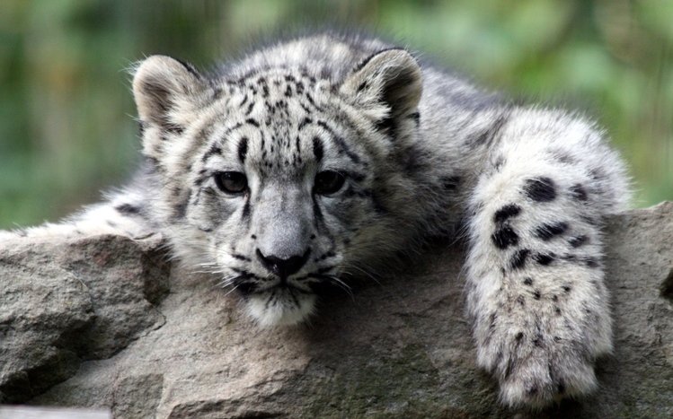 Snow Leopard Theme screenshot #12