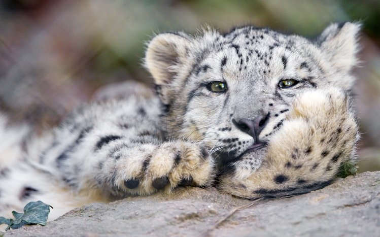 Snow Leopard Theme screenshot #16