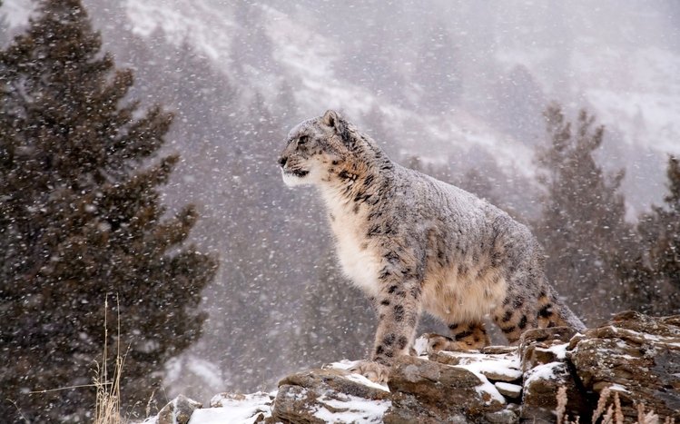 Snow Leopard Theme screenshot #13