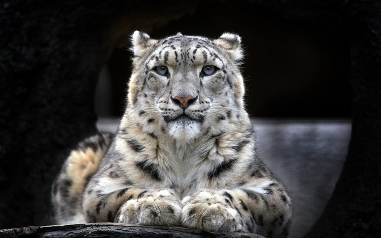 Snow Leopard Theme screenshot #1