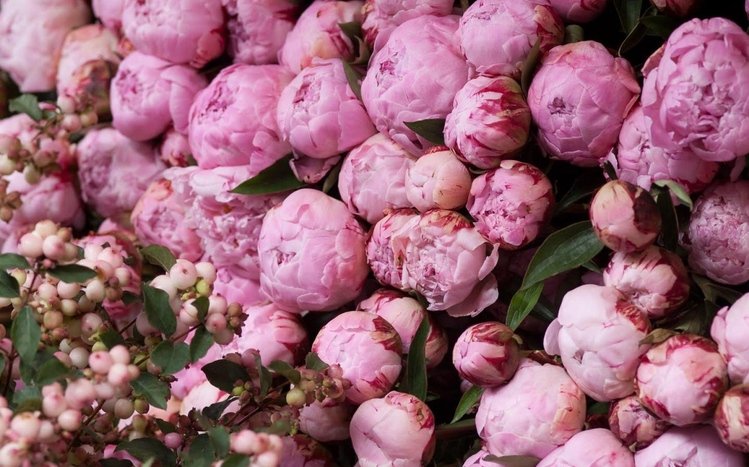 Peony Theme screenshot #14