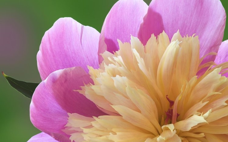 Peony Theme screenshot #4