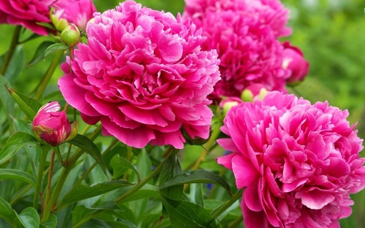 Peony Theme screenshot #9