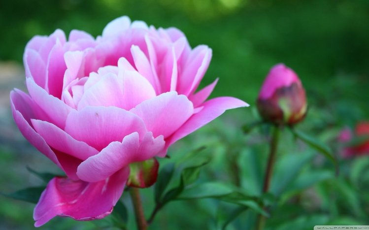 Peony Theme screenshot #11