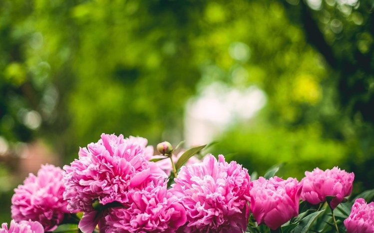 Peony Theme screenshot #15